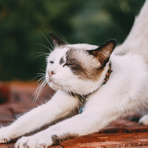 Stretching May Be Better than Walking for Blood Pressure