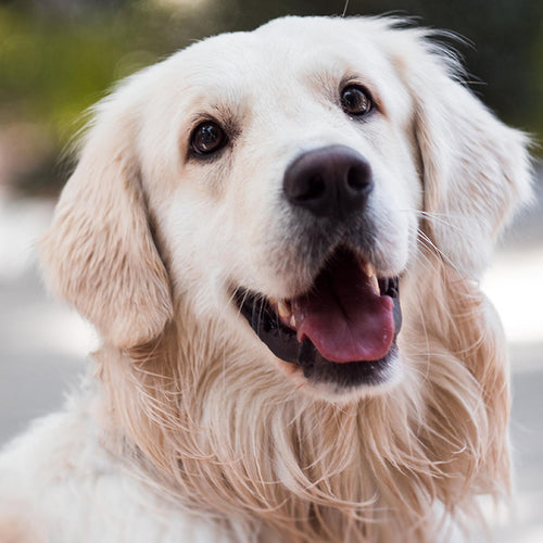 How Your Dog Helps Cholesterol