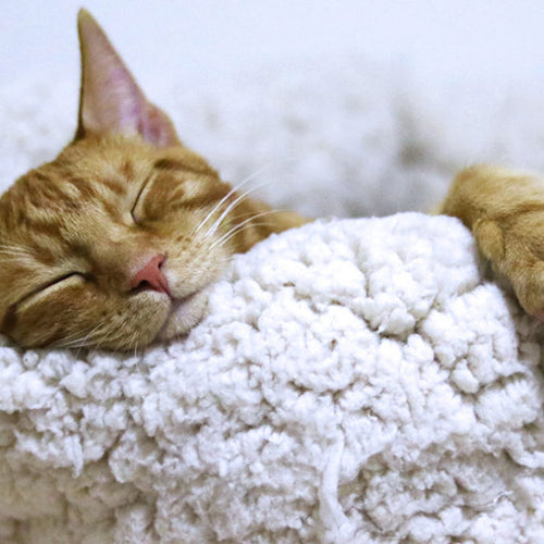 Ignore the Old Wives’ Tale: Older People Need Just as Much Sleep