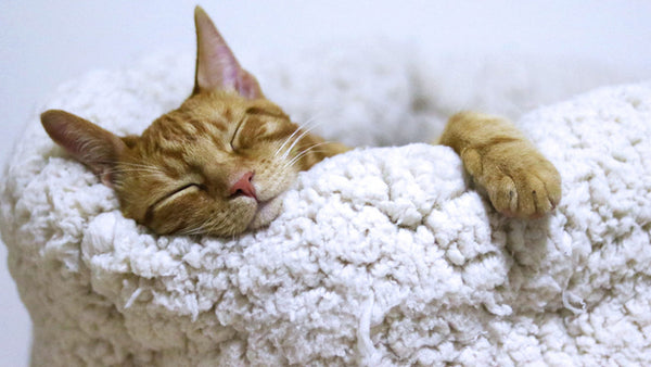 Ignore the Old Wives’ Tale: Older People Need Just as Much Sleep