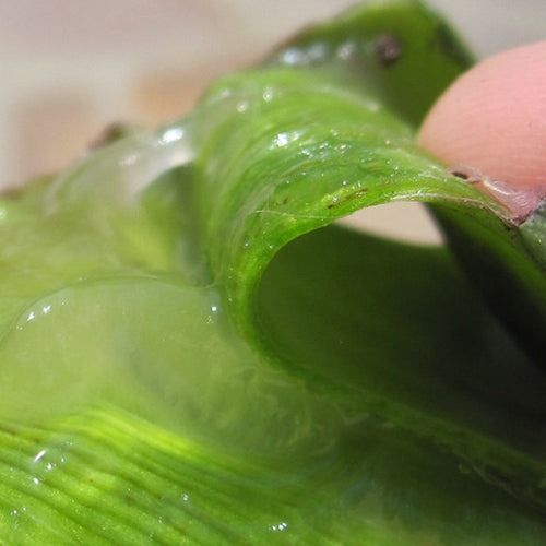 Does Aloe Vera Really Lower Cholesterol?