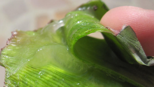 Does Aloe Vera Really Lower Cholesterol?