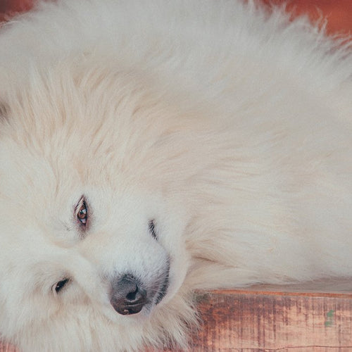 How to Eat Healthy While Exhausted