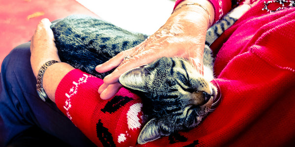 Pet May Aid Aging