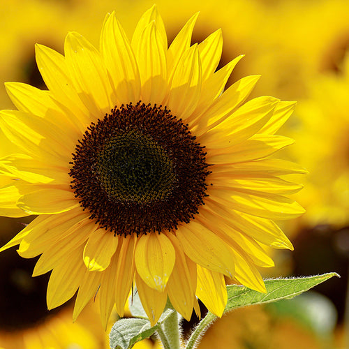 Move Aside, Olive Oil, You’re Not the Best