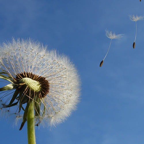 Optimism Can Aid the Heart