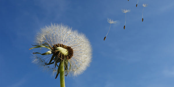 Optimism Can Aid the Heart