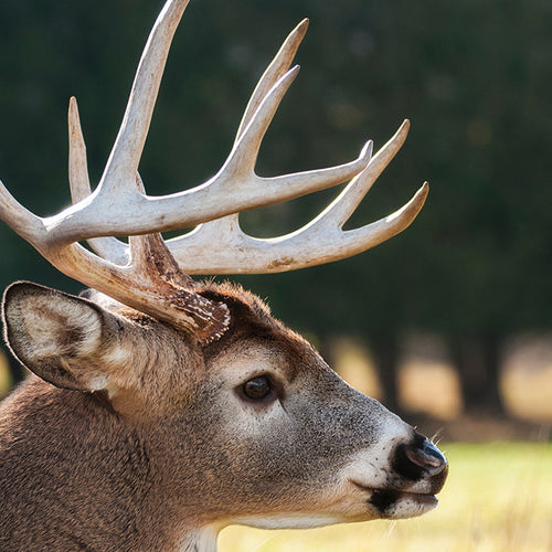 Hunting Has Multiple Benefits for the Heart