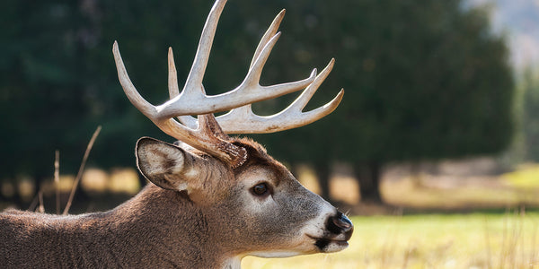 Hunting Has Multiple Benefits for the Heart