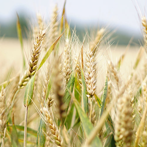 Grain Is Still an Important Part of Diet
