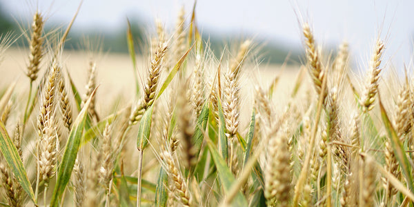 Grain Is Still an Important Part of Diet