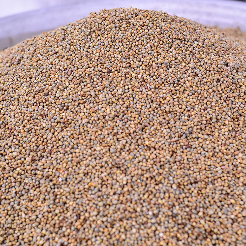 Millet Becoming a Popular Grain