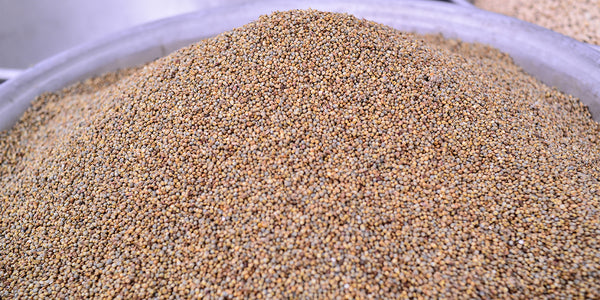 Millet Becoming a Popular Grain
