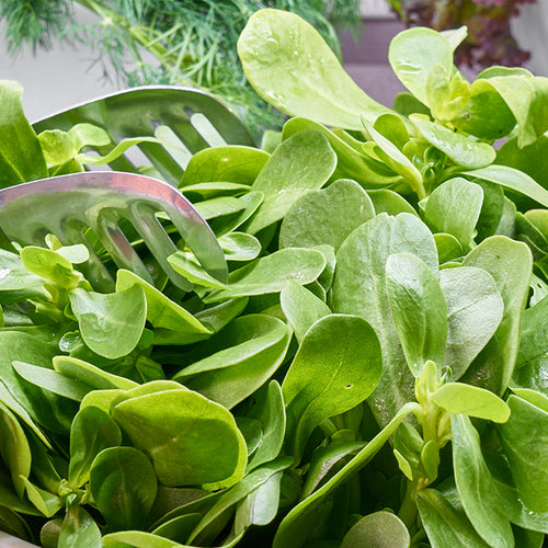 Leafy Greens Can Help Cholesterol