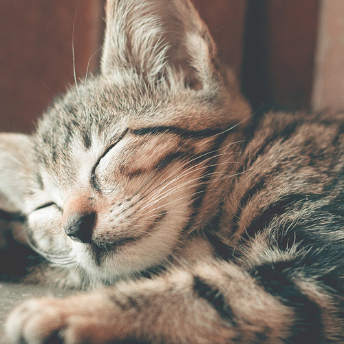 Sleep Patterns Linked to Heart Health