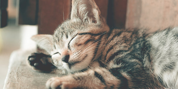 Sleep Patterns Linked to Heart Health