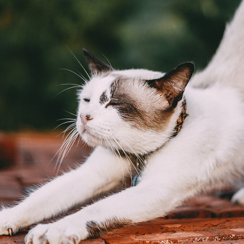 Stretching Before Bed Can Help You Sleep