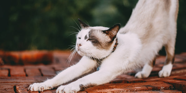 Stretching Before Bed Can Help You Sleep