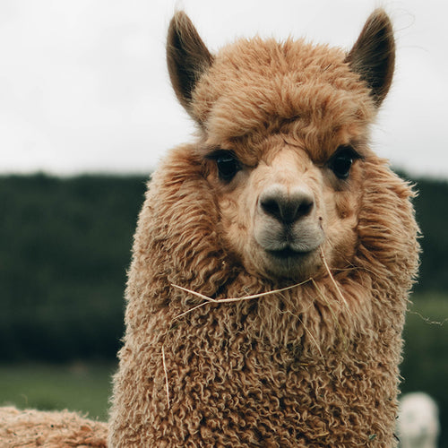 Llamas May Help Fight COVID-19