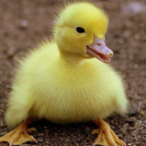 Seeing Cute Animals Makes You Productive, Happy