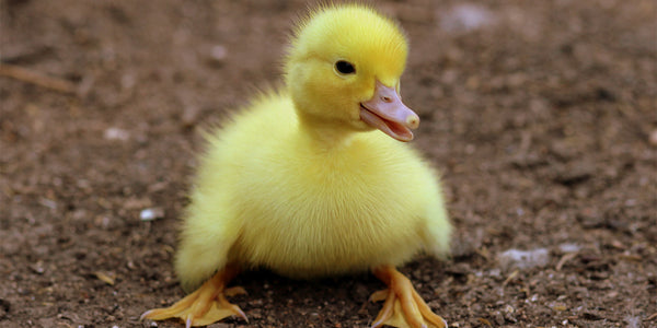 Seeing Cute Animals Makes You Productive, Happy