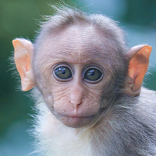 Monkeys Who Recovered from COVID-19 Are Immune