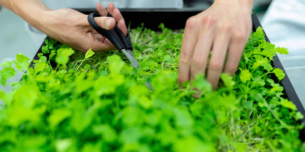 Herb Gardens Can Be Fun While Social Distancing